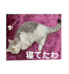 ミヌエット短足猫☆みゅうみゅう（個別スタンプ：14）