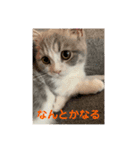 ミヌエット短足猫☆みゅうみゅう（個別スタンプ：15）