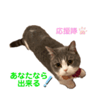 ミヌエット短足猫☆みゅうみゅう（個別スタンプ：16）