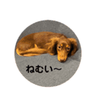 毎日ココナ‼︎（個別スタンプ：9）