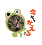 2022  うちの子たち！ドンのぶボム（個別スタンプ：4）
