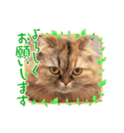 2022  うちの子たち！ドンのぶボム（個別スタンプ：14）