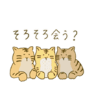 とらになりたいねこ（個別スタンプ：23）