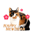 友人家族に♪猫写真のお正月・年賀スタンプ（個別スタンプ：5）