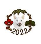 2022新年用白柴犬スタンプ（実写）（個別スタンプ：7）