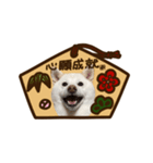 2022新年用白柴犬スタンプ（実写）（個別スタンプ：9）