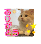 マンチカンの日常スタンプ2（個別スタンプ：1）