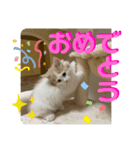 マンチカンの日常スタンプ2（個別スタンプ：2）