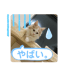 マンチカンの日常スタンプ2（個別スタンプ：3）
