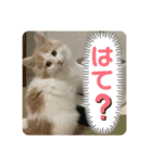 マンチカンの日常スタンプ2（個別スタンプ：5）