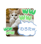 マンチカンの日常スタンプ2（個別スタンプ：6）