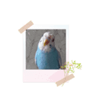 ぴーちゃん☆original Photo（個別スタンプ：5）
