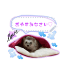 Hedgehogs Hoku（個別スタンプ：1）