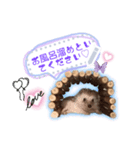 Hedgehogs Hoku（個別スタンプ：2）