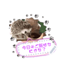 Hedgehogs Hoku（個別スタンプ：4）