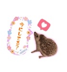 Hedgehogs Hoku（個別スタンプ：6）