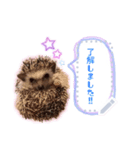 Hedgehogs Hoku（個別スタンプ：7）