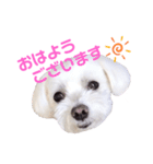 くぅちゃんV3（個別スタンプ：1）