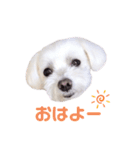 くぅちゃんV3（個別スタンプ：2）