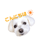 くぅちゃんV3（個別スタンプ：3）