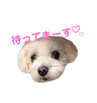 くぅちゃんV3（個別スタンプ：13）
