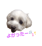 くぅちゃんV3（個別スタンプ：15）