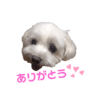くぅちゃんV3（個別スタンプ：17）