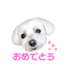 くぅちゃんV3（個別スタンプ：22）