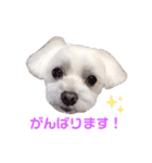 くぅちゃんV3（個別スタンプ：24）