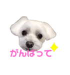 くぅちゃんV3（個別スタンプ：25）