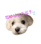 くぅちゃんV3（個別スタンプ：26）