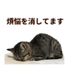 ミヌエットのショコラ子猫写真スタンプ13（個別スタンプ：1）