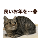 ミヌエットのショコラ子猫写真スタンプ13（個別スタンプ：2）
