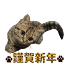 ミヌエットのショコラ子猫写真スタンプ13（個別スタンプ：4）