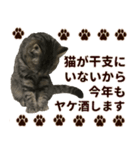 ミヌエットのショコラ子猫写真スタンプ13（個別スタンプ：17）
