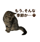 ミヌエットのショコラ子猫写真スタンプ13（個別スタンプ：22）
