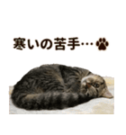 ミヌエットのショコラ子猫写真スタンプ13（個別スタンプ：23）