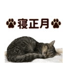 ミヌエットのショコラ子猫写真スタンプ13（個別スタンプ：24）
