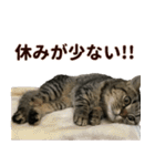 ミヌエットのショコラ子猫写真スタンプ13（個別スタンプ：27）