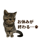 ミヌエットのショコラ子猫写真スタンプ13（個別スタンプ：28）