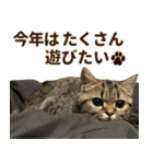 ミヌエットのショコラ子猫写真スタンプ13（個別スタンプ：32）