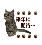 ミヌエットのショコラ子猫写真スタンプ13（個別スタンプ：34）