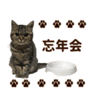 ミヌエットのショコラ子猫写真スタンプ13（個別スタンプ：35）
