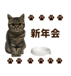 ミヌエットのショコラ子猫写真スタンプ13（個別スタンプ：36）