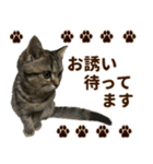 ミヌエットのショコラ子猫写真スタンプ13（個別スタンプ：37）