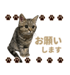 ミヌエットのショコラ子猫写真スタンプ13（個別スタンプ：38）