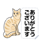 猫様いっぱい〜座り その7〜（個別スタンプ：10）