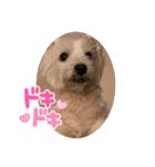 【公式】私たちのかわいい家族（個別スタンプ：5）