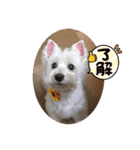 【公式】私たちのかわいい家族（個別スタンプ：12）