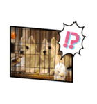 【公式】私たちのかわいい家族（個別スタンプ：13）